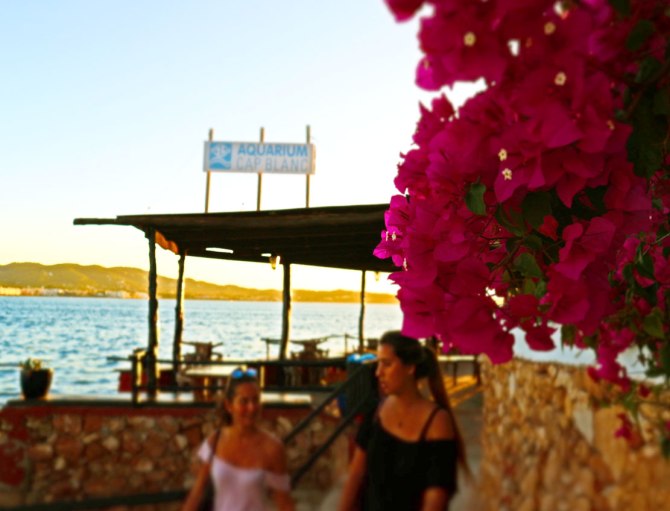 There Are Always Flowers... Ibiza