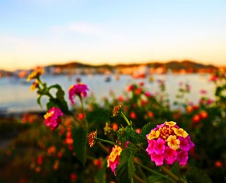 There Are Always Flowers... Ibiza